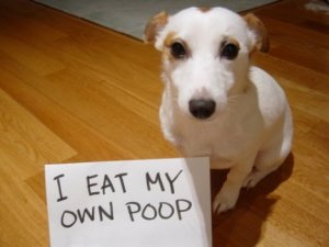 dog-eats-his-own-poop-2.jpg?w=300&h=225